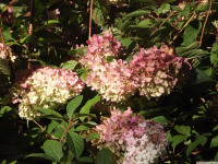 kwiat_1143
