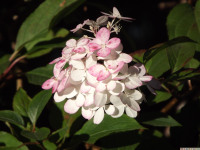 kwiat_1144
