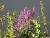 kwiat_1145