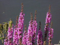 kwiat_1146