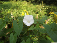 kwiat_1147