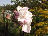 kwiat_1148