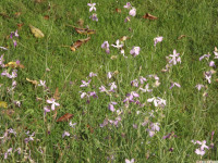 kwiat_1149