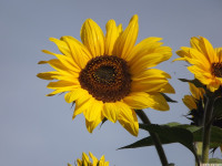 kwiat_1151