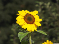 kwiat_1153