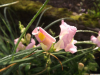 kwiat_1154