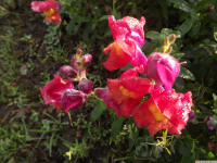 kwiat_1155