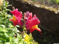 kwiat_1156