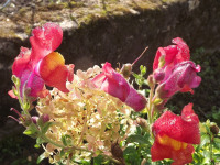 kwiat_1157