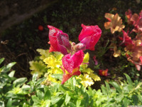 kwiat_1158