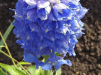 kwiat_1159