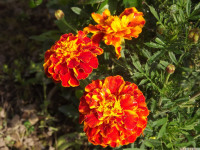 kwiat_1160