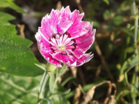 kwiat_1161