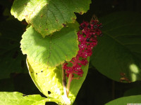 kwiat_1164