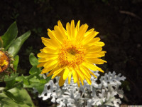 kwiat_1165