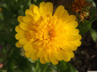 kwiat_1166