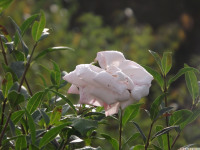 kwiat_1167