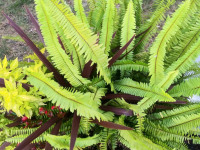 kwiat_1170