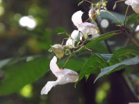kwiat_1171