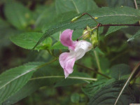 kwiat_1172