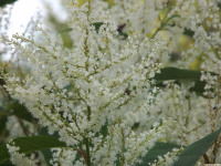 kwiat_1173