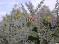 kwiat_1174