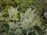 kwiat_1175