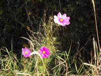 kwiat_1176