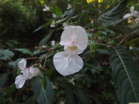 kwiat_1177
