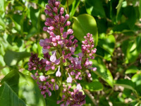 kwiat_1181