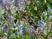kwiat_1182