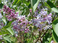kwiat_1183
