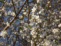 kwiat_1185