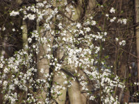 kwiat_1186