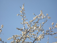 kwiat_1188