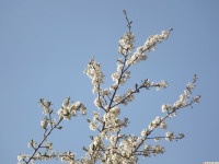 kwiat_1189