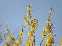 kwiat_1190