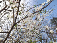 kwiat_1191