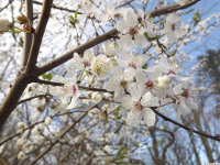 kwiat_1192