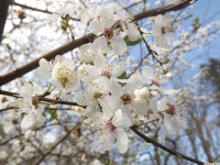 kwiat_1193