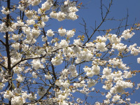 kwiat_1194