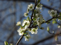 kwiat_1195