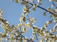 kwiat_1196