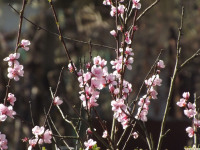 kwiat_1197