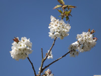 kwiat_1199