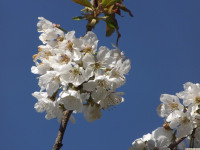 kwiat_1200