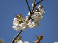 kwiat_1201