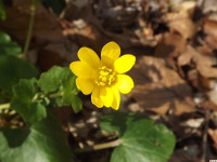 kwiat_1202