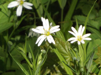 kwiat_1203