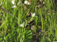 kwiat_1204